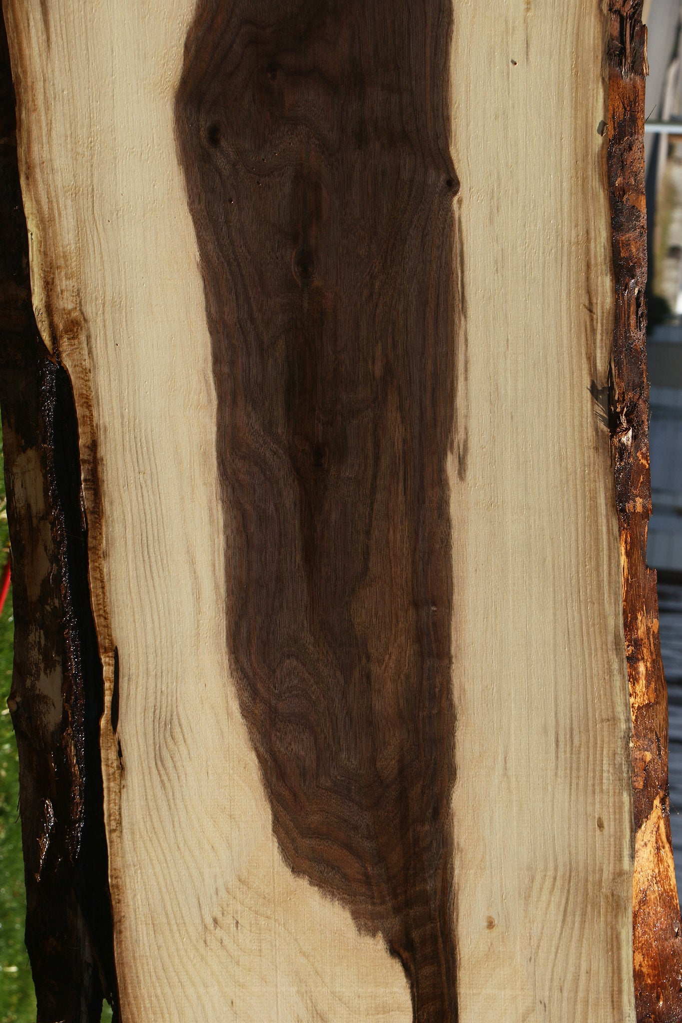 Claro Walnut Live Edge Slab