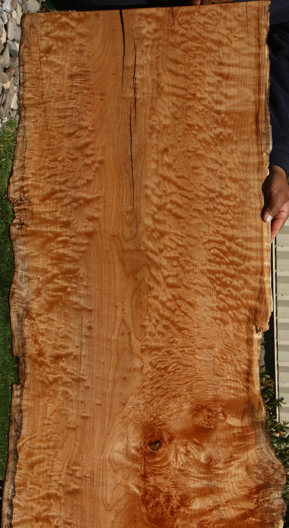 Extra Fancy Rustic Maple Live Edge Slab