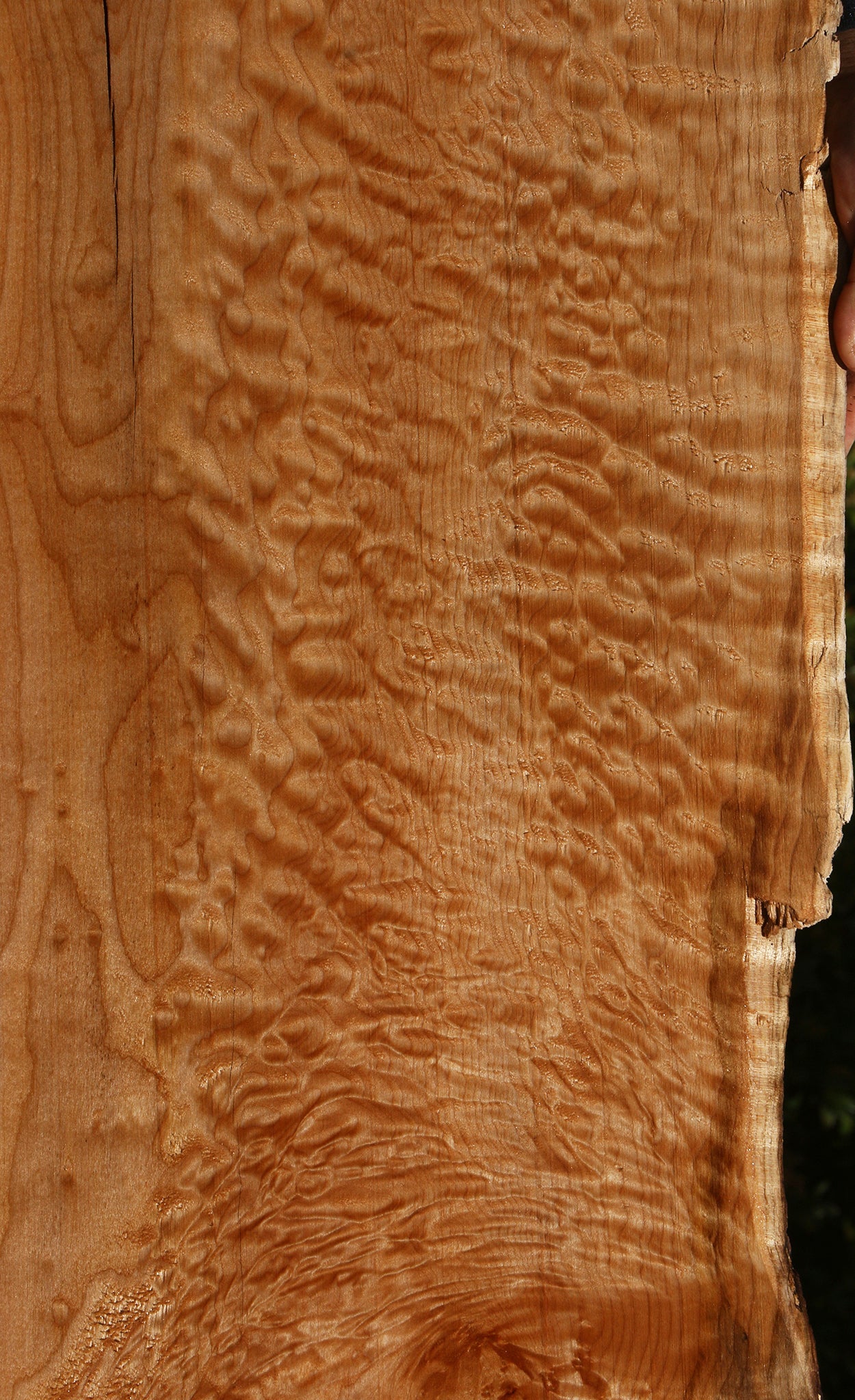 Extra Fancy Rustic Maple Live Edge Slab