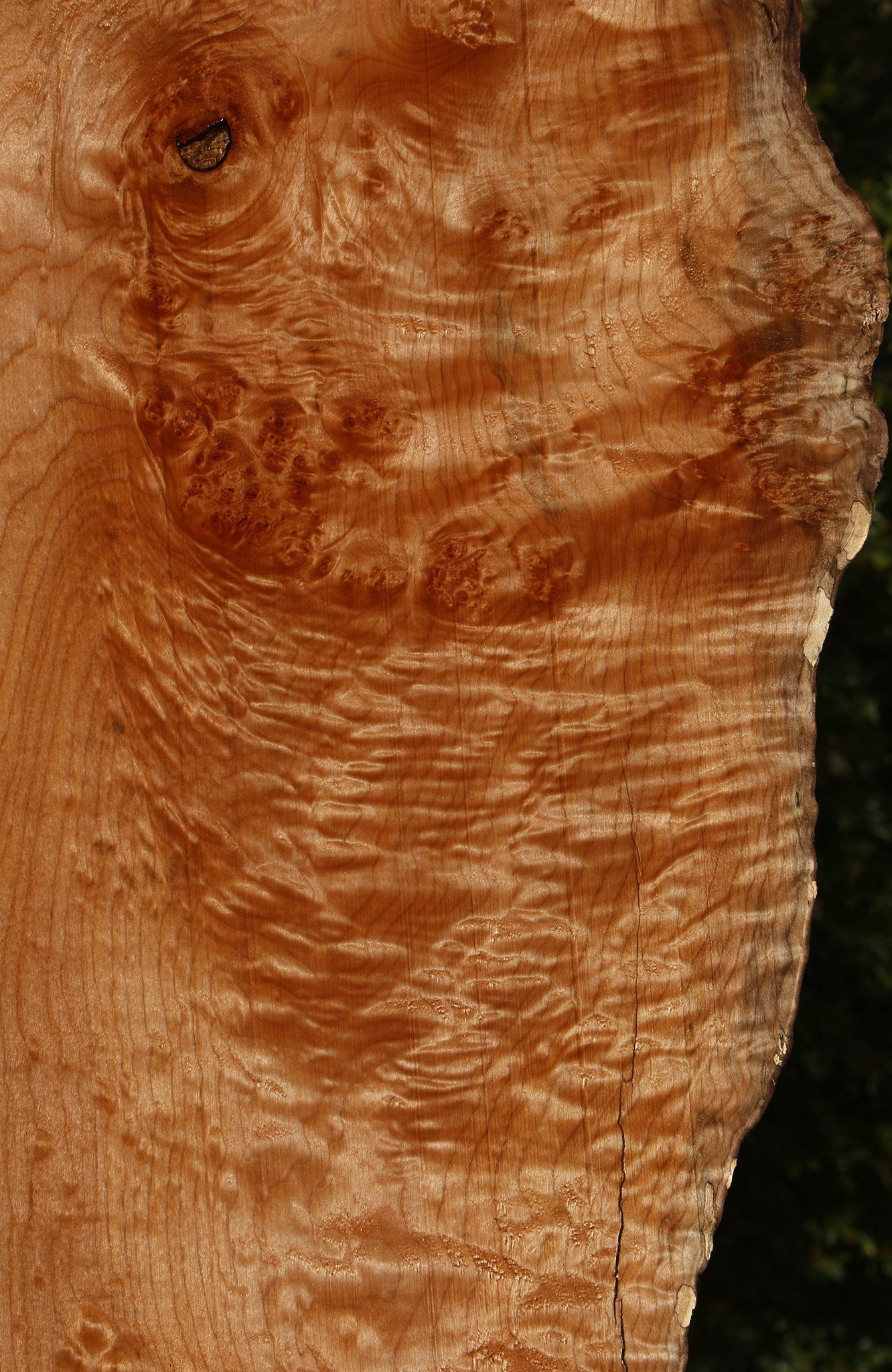 Extra Fancy Rustic Maple Live Edge Slab