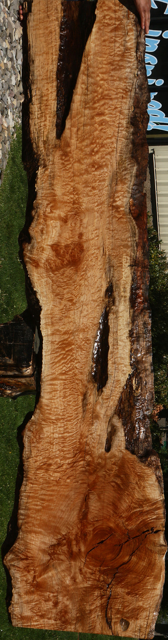 Extra Fancy Rustic Maple Live Edge Slab