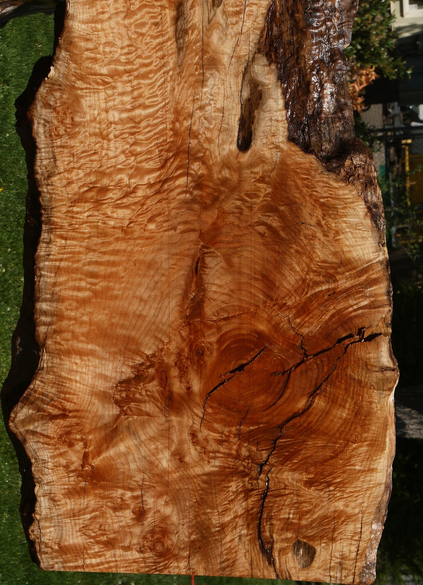 Extra Fancy Rustic Maple Live Edge Slab