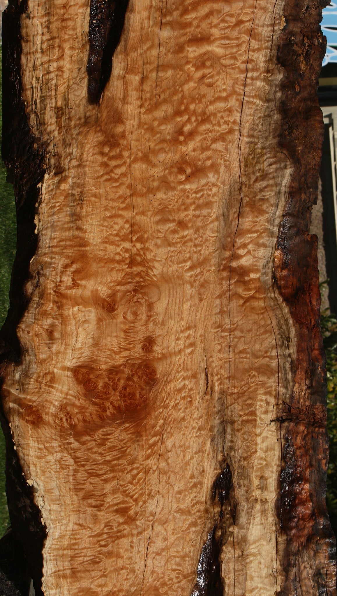Extra Fancy Rustic Maple Live Edge Slab