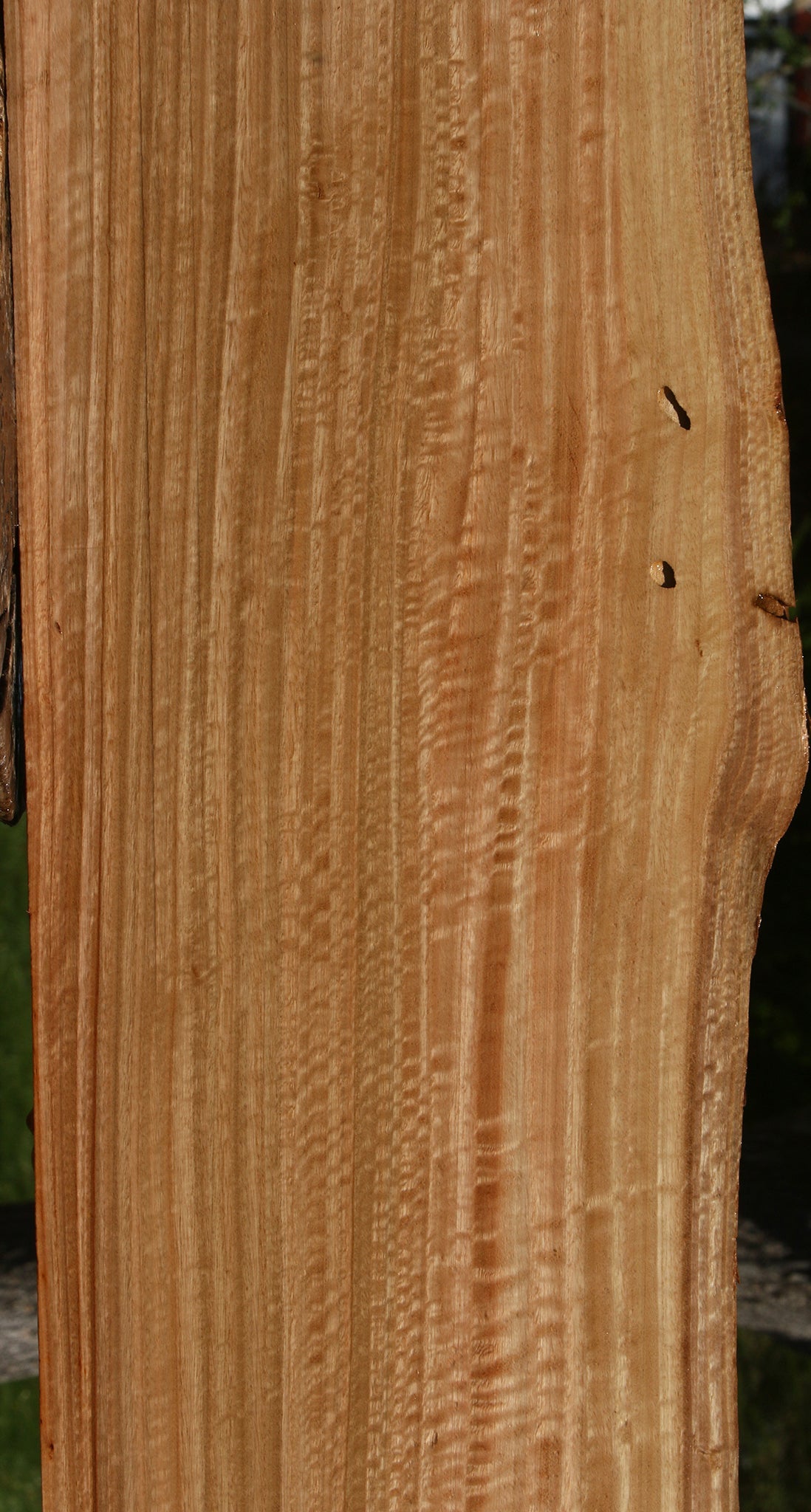 Figured Eucalyptus Live Edge Slab (Free Shipping Excluded)