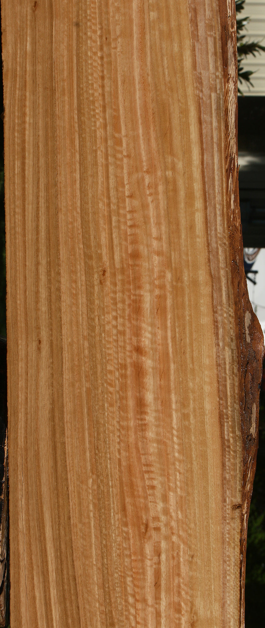 Figured Eucalyptus Live Edge Slab (Free Shipping Excluded)