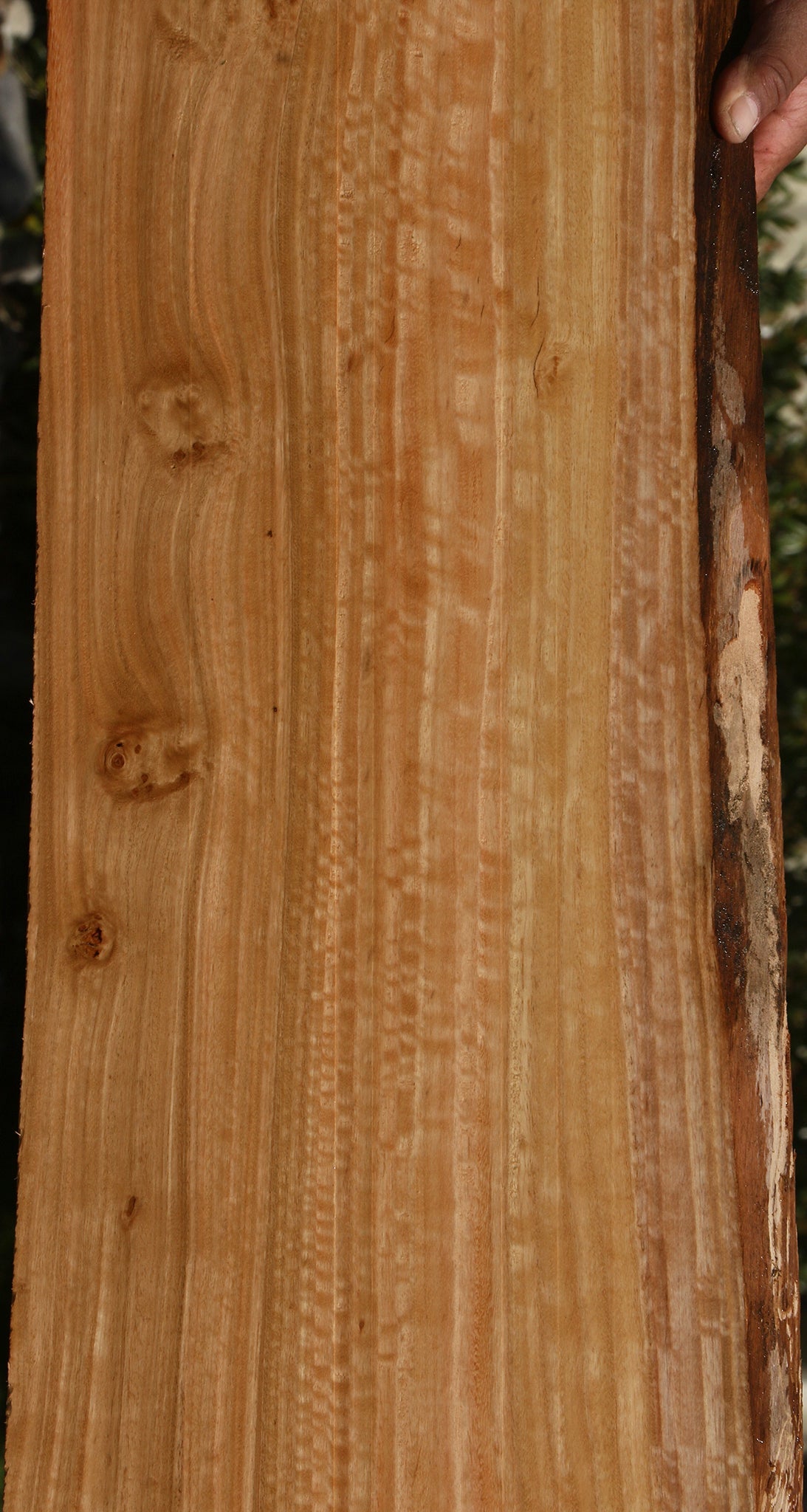 Figured Eucalyptus Live Edge Slab (Free Shipping Excluded)