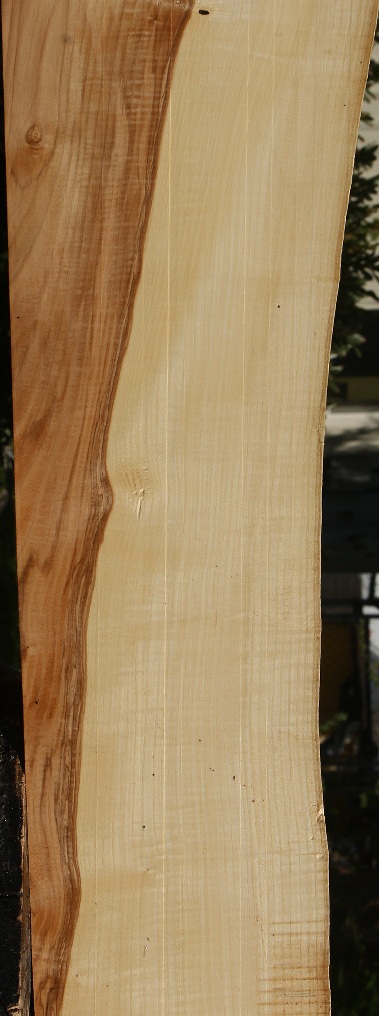 Extra Fancy Ash Live Edge Slab