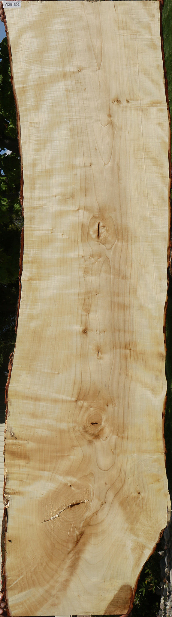Extra Fancy Silver Maple Live Edge Slab