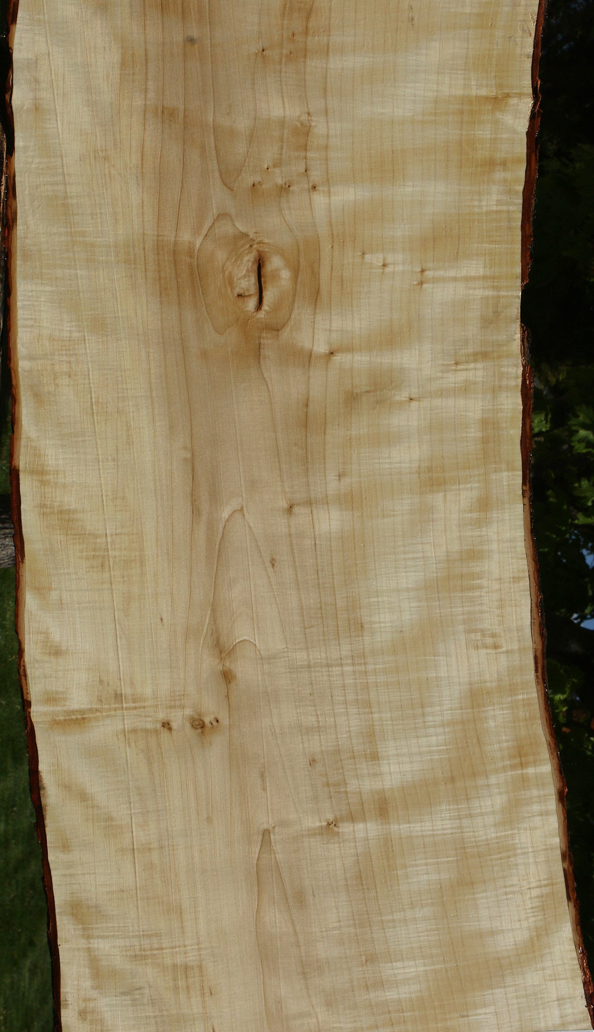 Extra Fancy Silver Maple Live Edge Slab