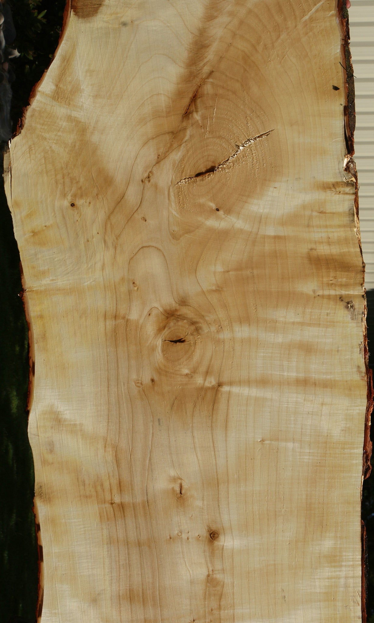 Extra Fancy Silver Maple Live Edge Slab