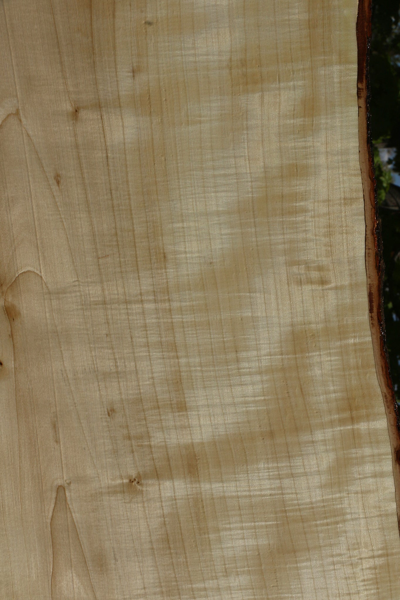Extra Fancy Silver Maple Live Edge Slab