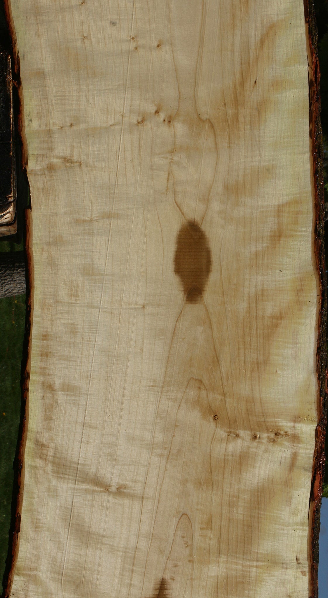 Extra Fancy Silver Maple Live Edge Slab