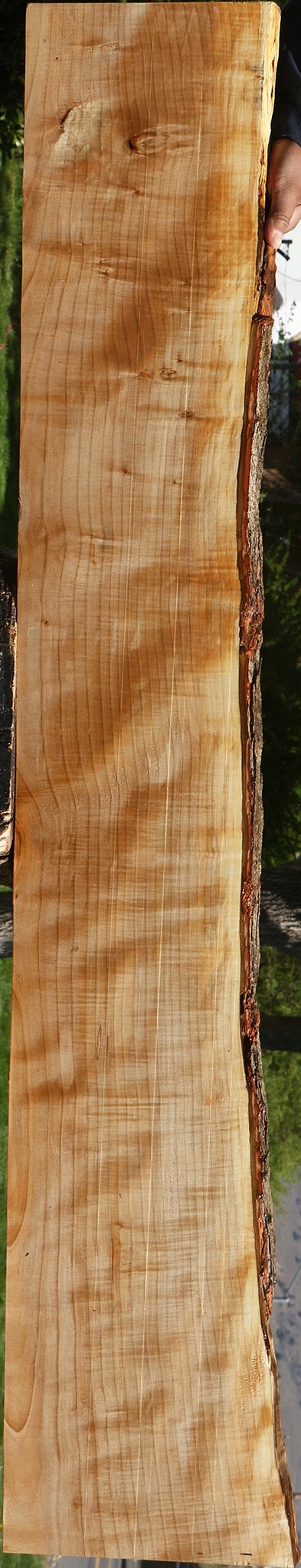 Extra Fancy Quartersawn Maple Live Edge Slab