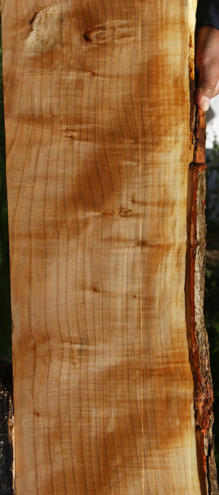 Extra Fancy Quartersawn Maple Live Edge Slab
