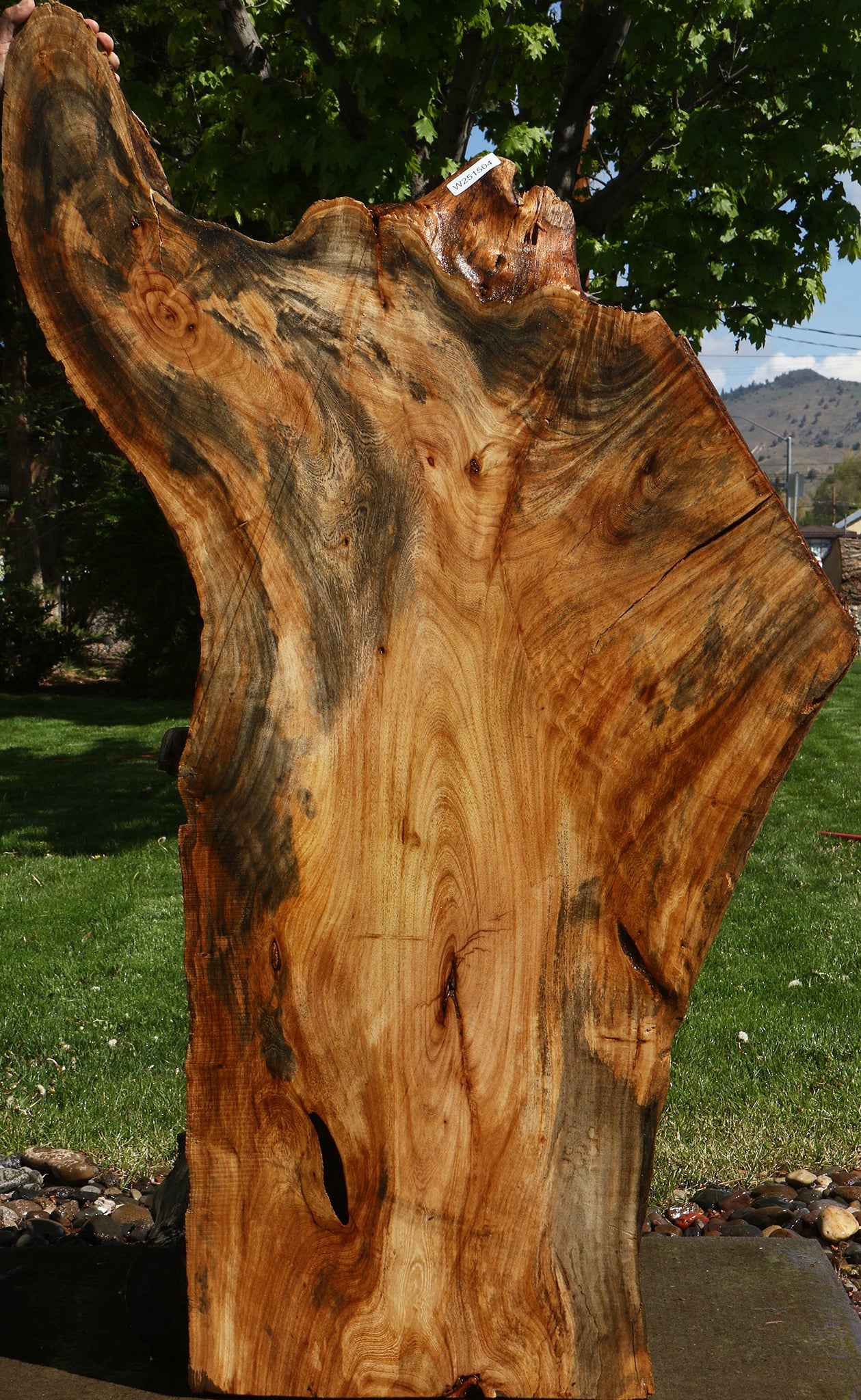 Rustic Hackberry Live Edge Slab