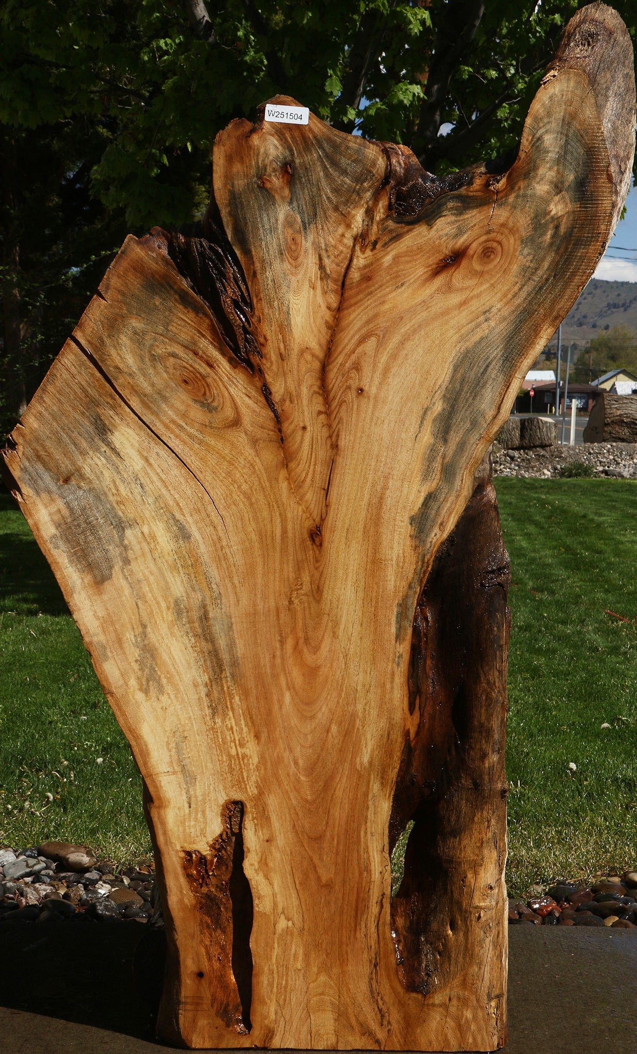Rustic Hackberry Live Edge Slab