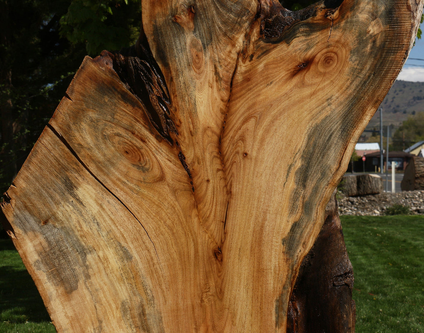 Rustic Hackberry Live Edge Slab