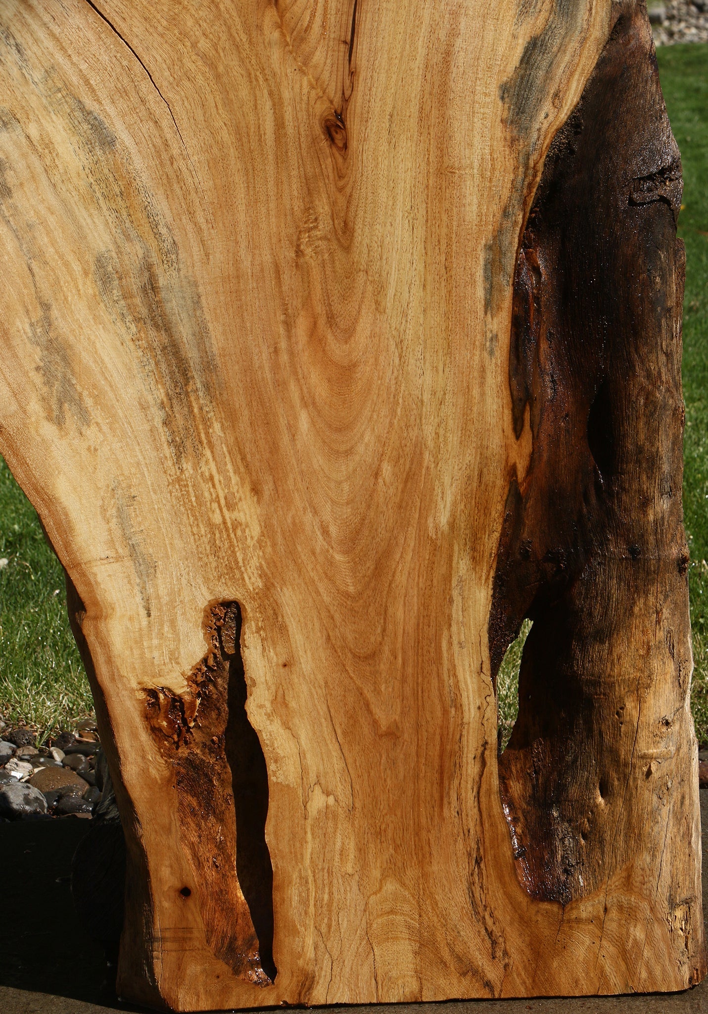 Rustic Hackberry Live Edge Slab