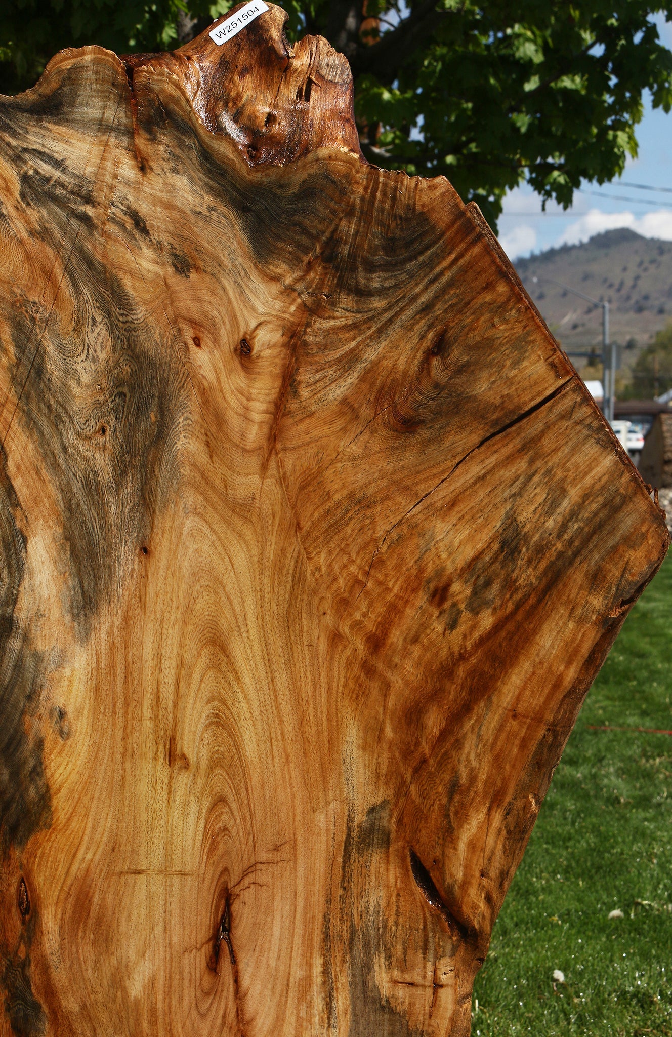 Rustic Hackberry Live Edge Slab
