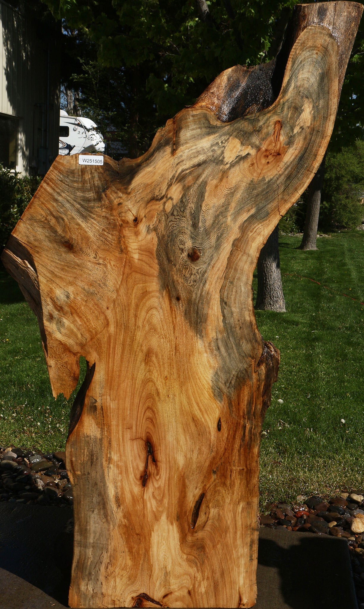 Rustic Hackberry Live Edge Slab