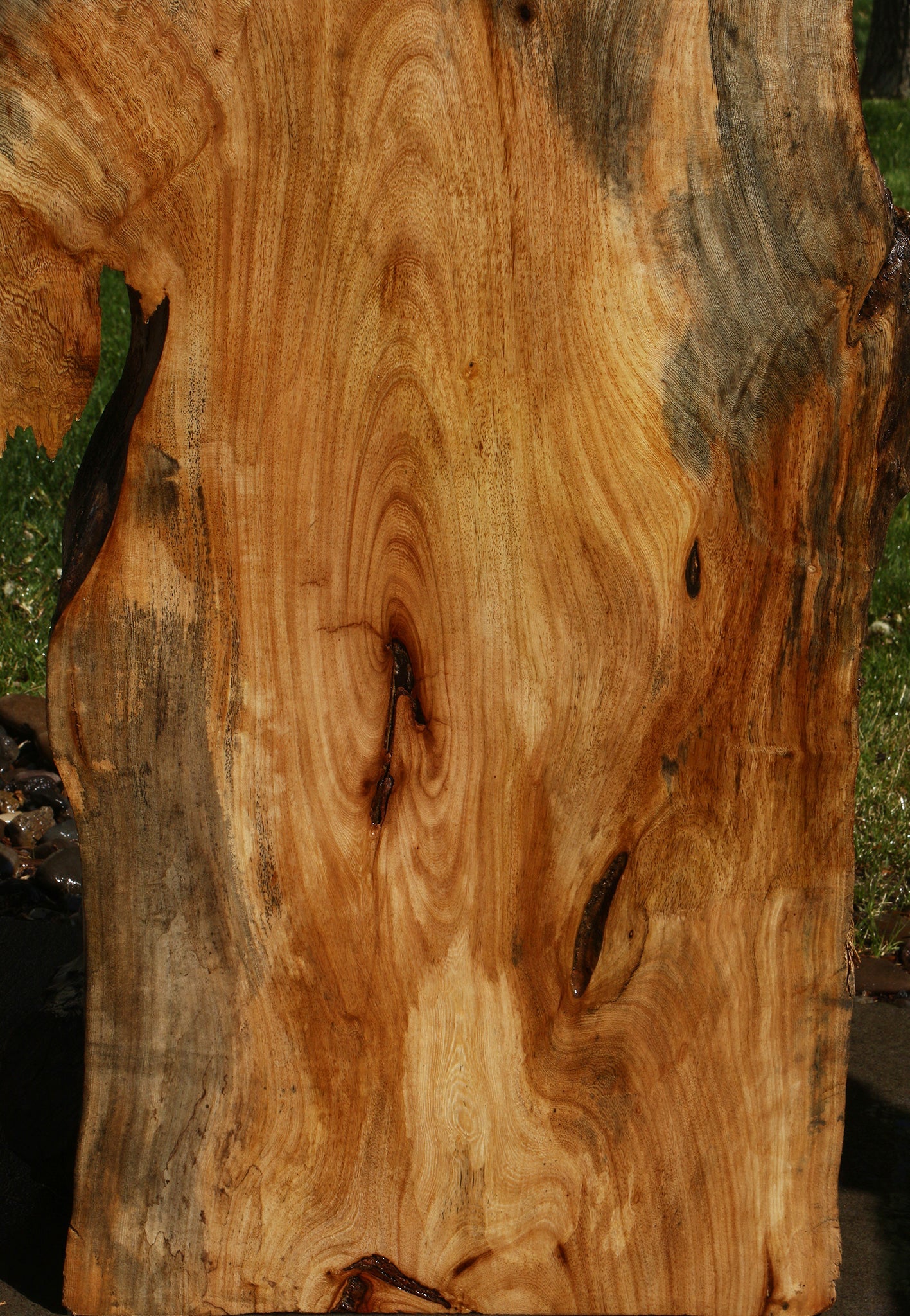 Rustic Hackberry Live Edge Slab