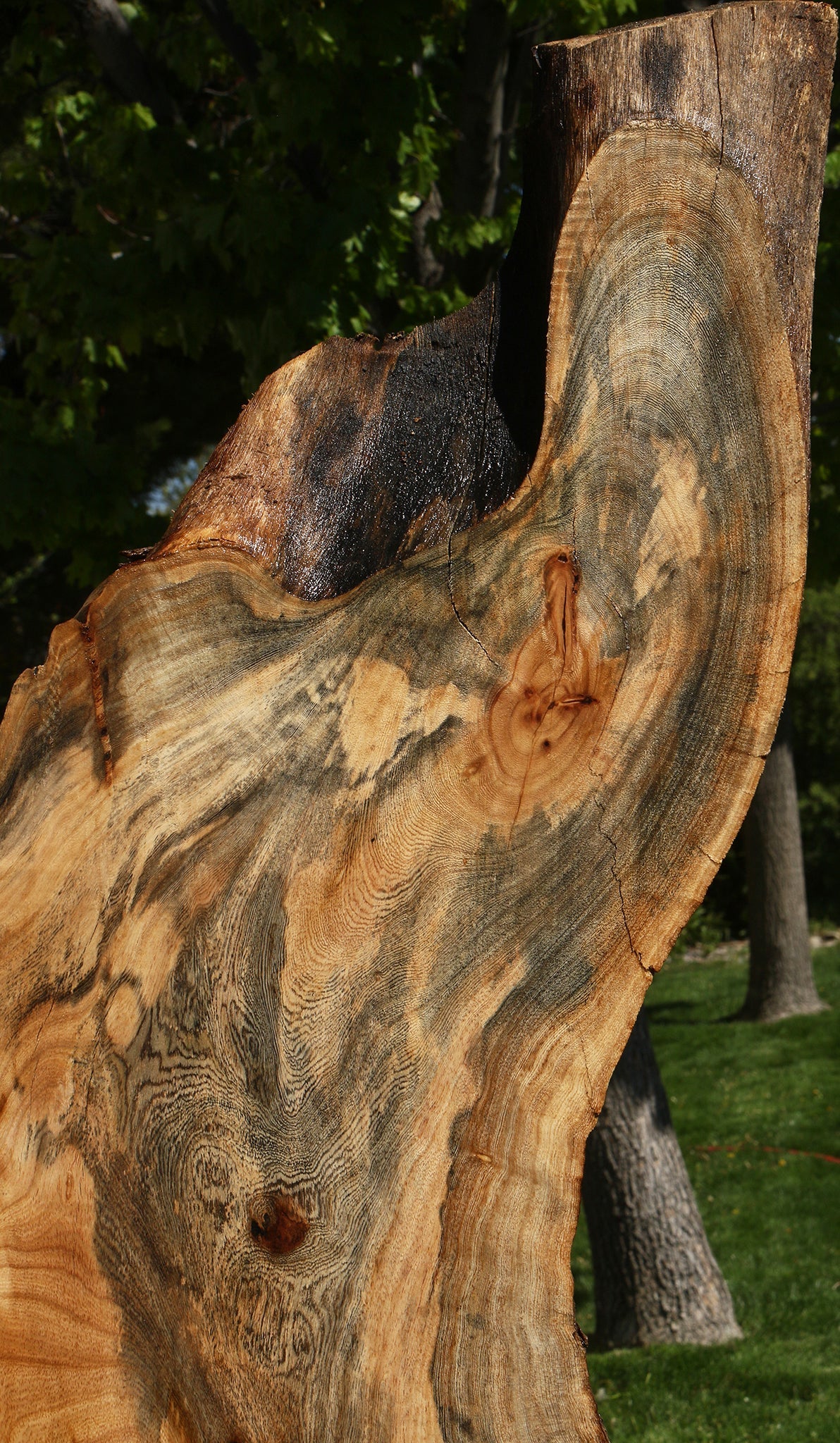 Rustic Hackberry Live Edge Slab