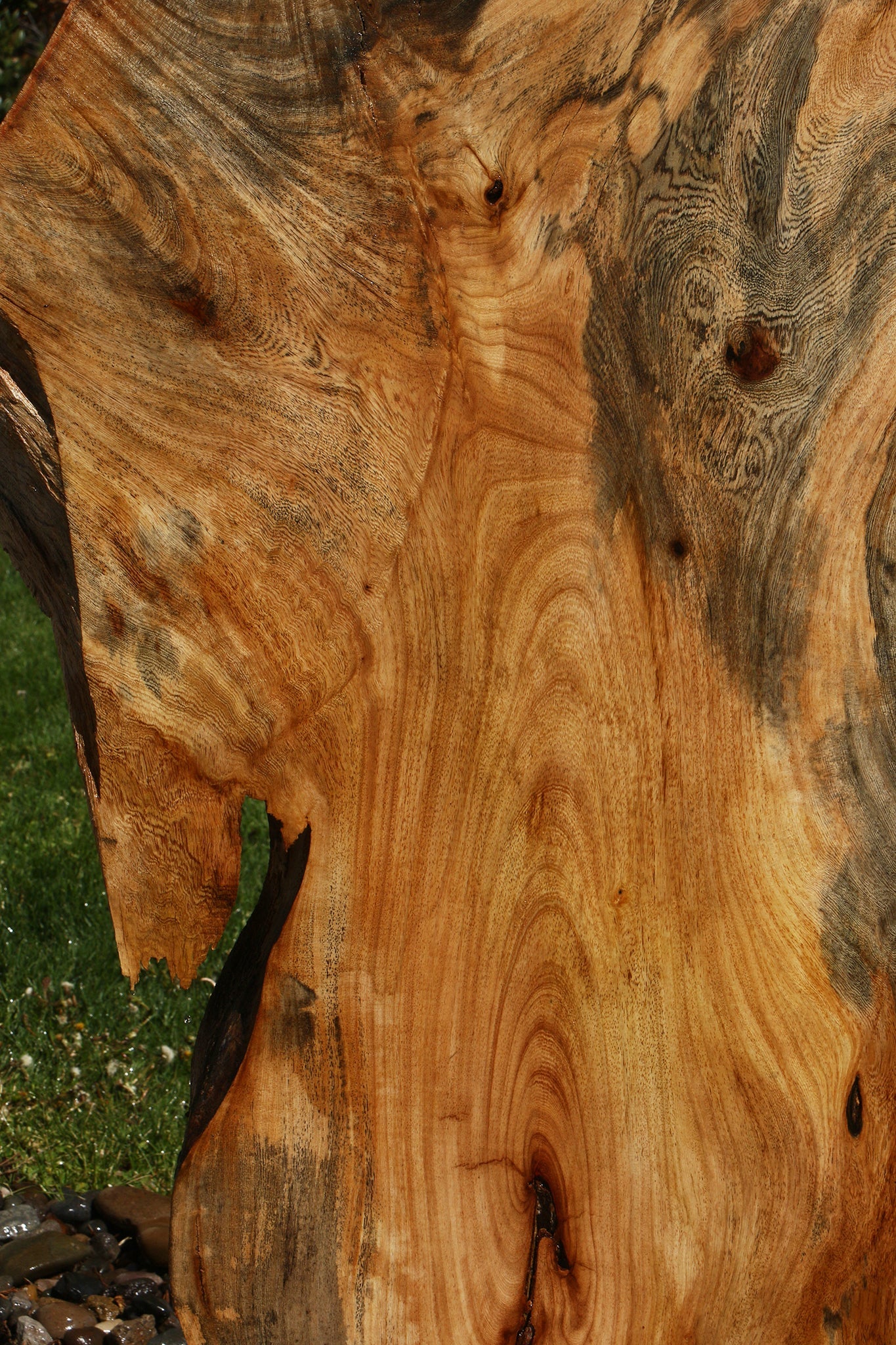 Rustic Hackberry Live Edge Slab