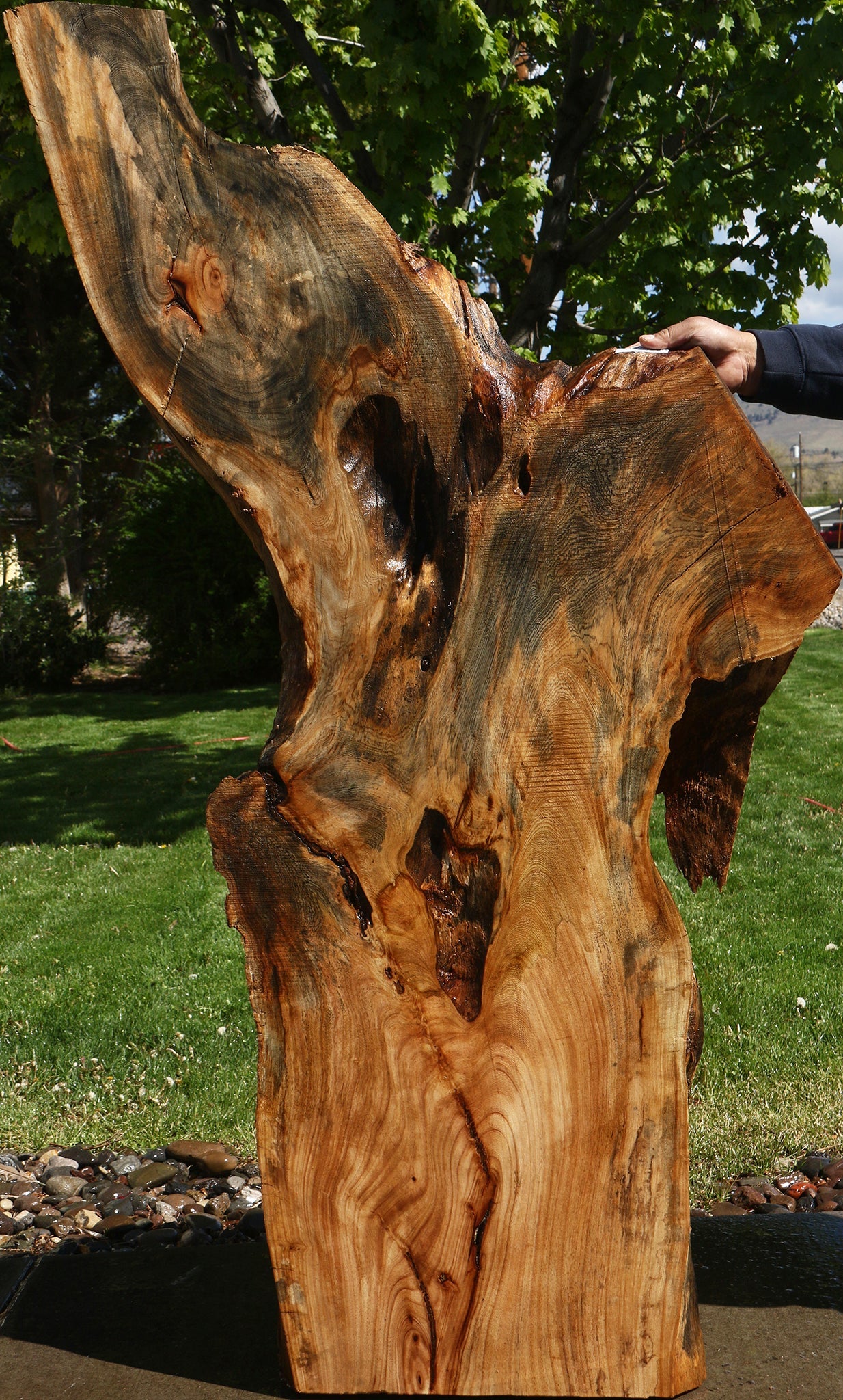 Rustic Hackberry Live Edge Slab