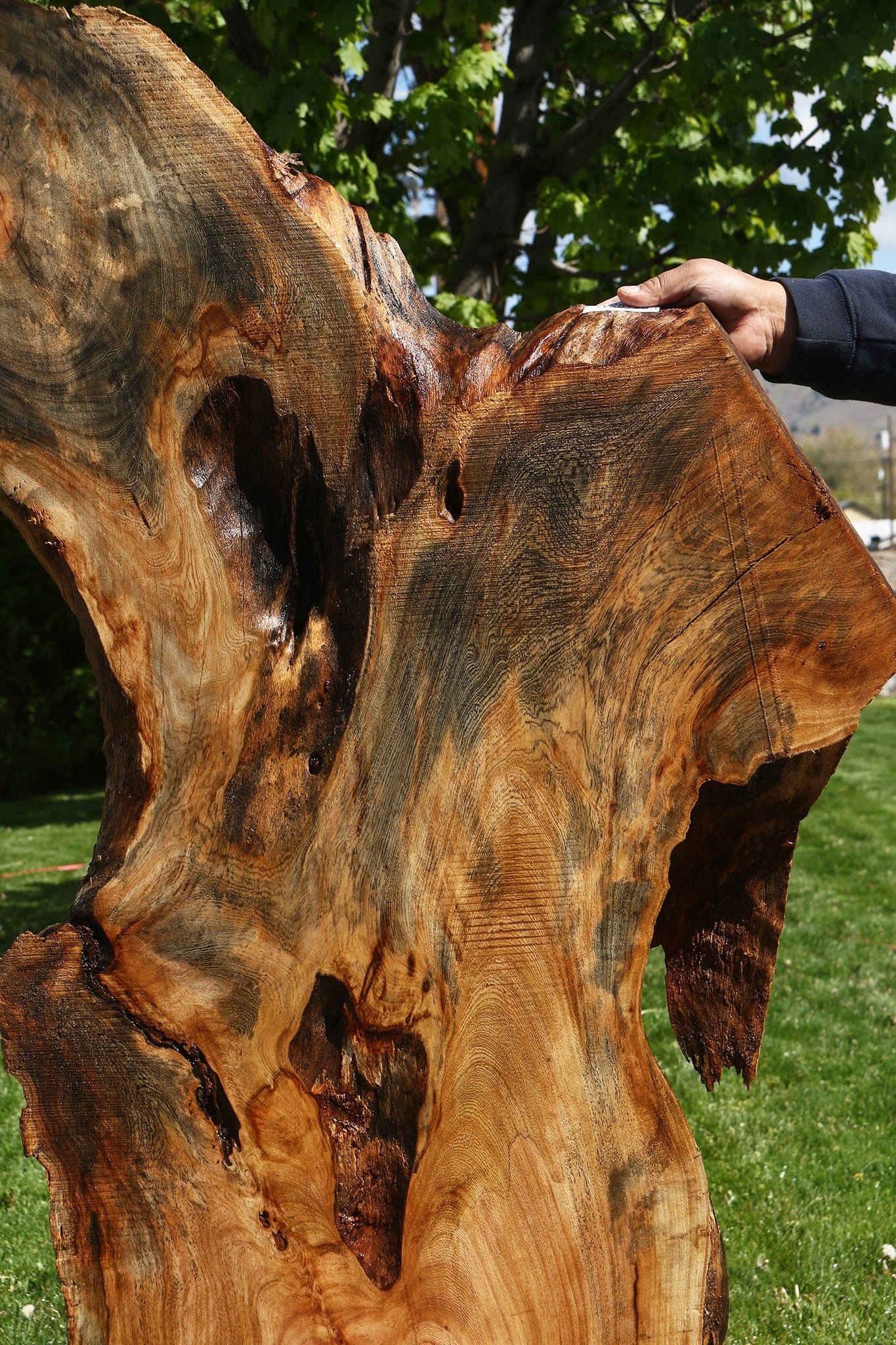 Rustic Hackberry Live Edge Slab