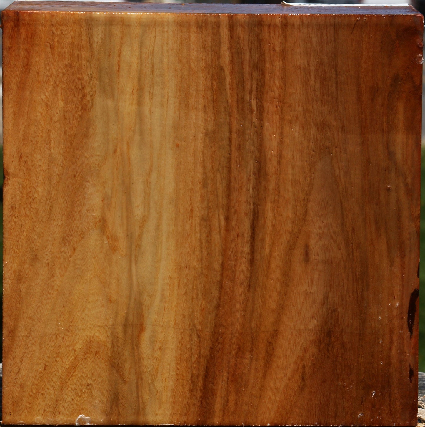Chinese Elm Bowl Blank