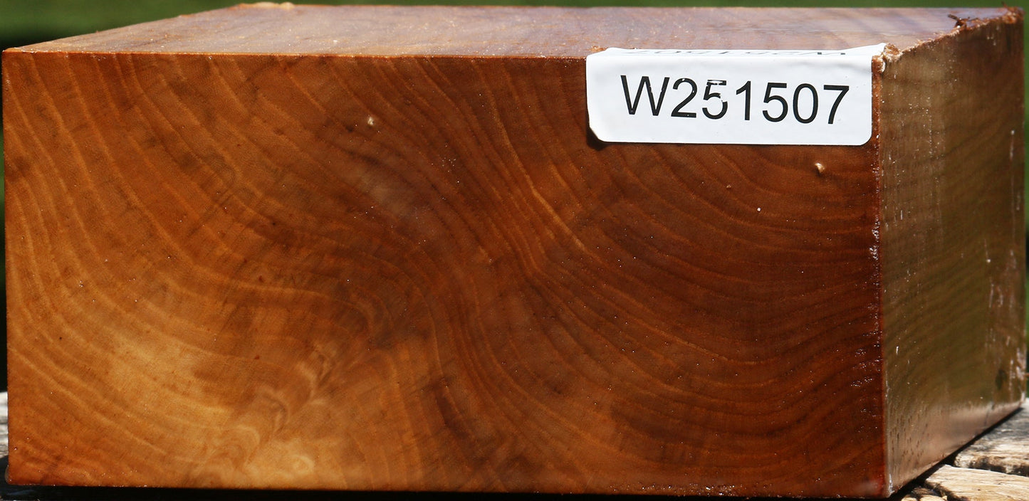 Chinese Elm Bowl Blank