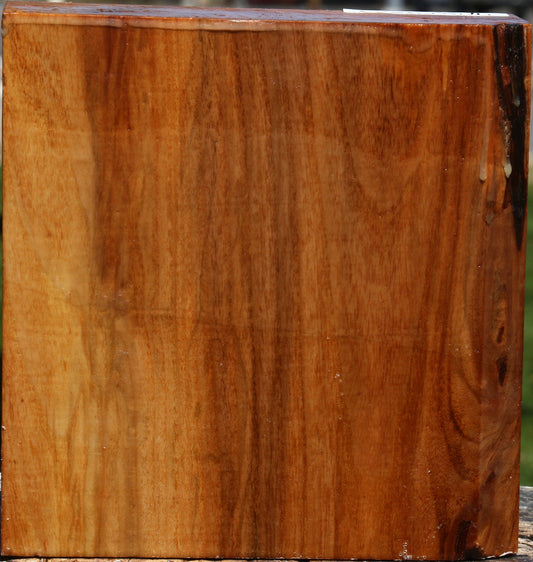Figured Chinese Elm Bowl Blank