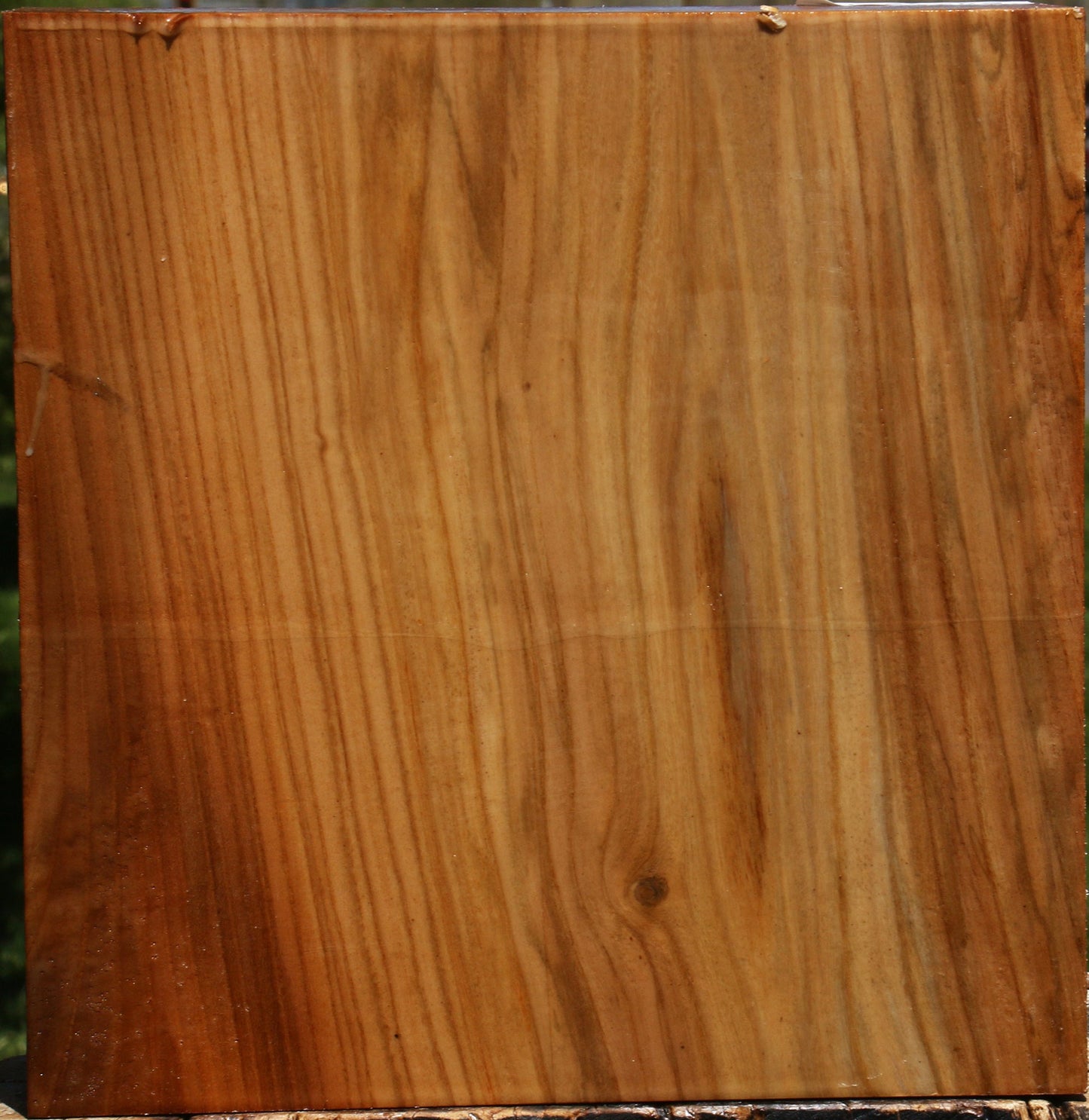 Chinese Elm Bowl Blank