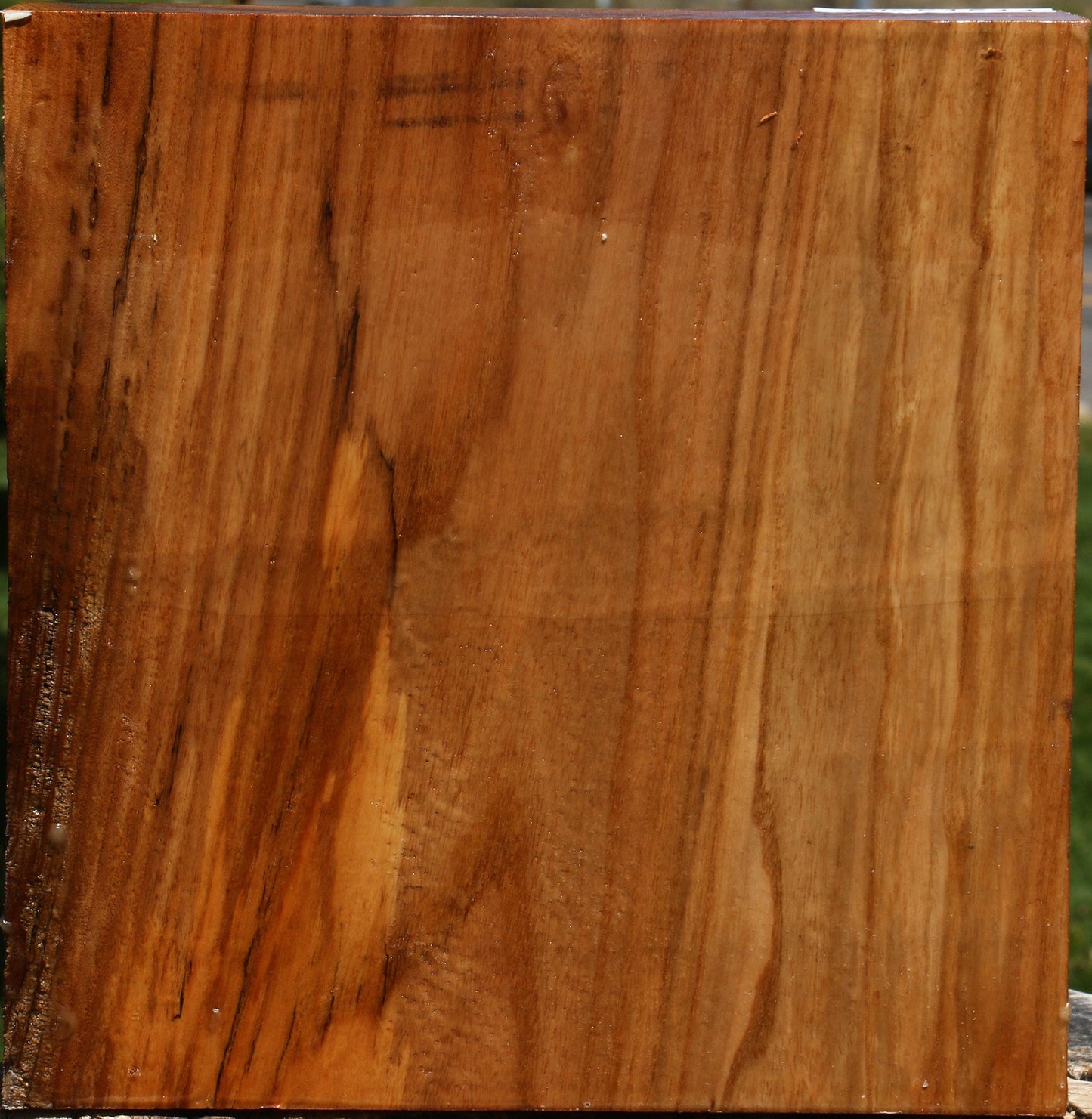 Figured Chinese Elm Bowl Blank