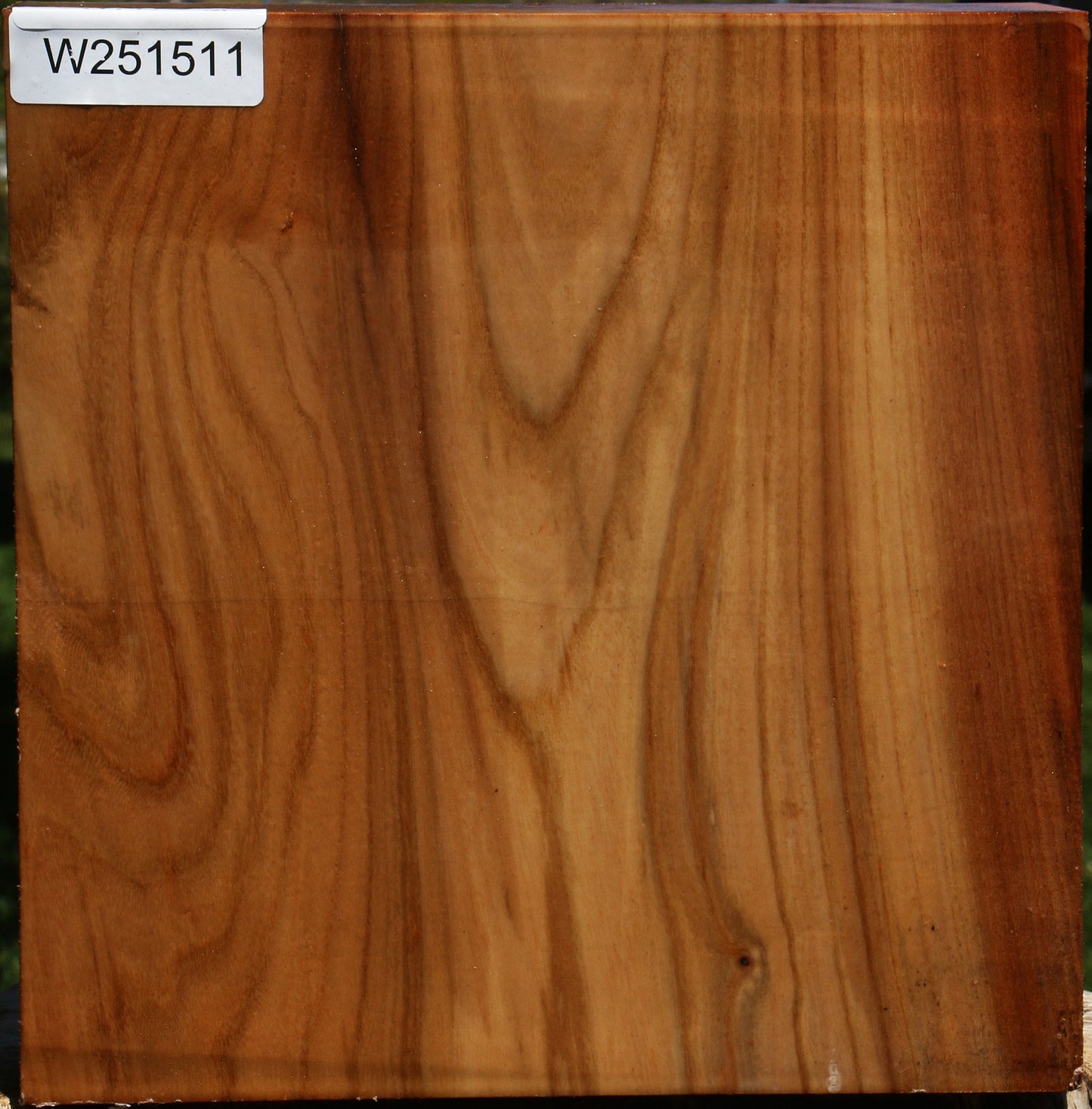Figured Chinese Elm Bowl Blank