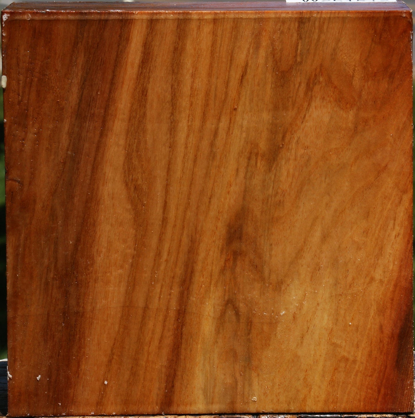 Figured Chinese Elm Bowl Blank
