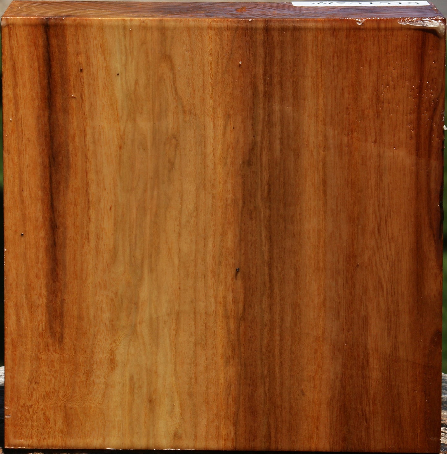 Chinese Elm Bowl Blank