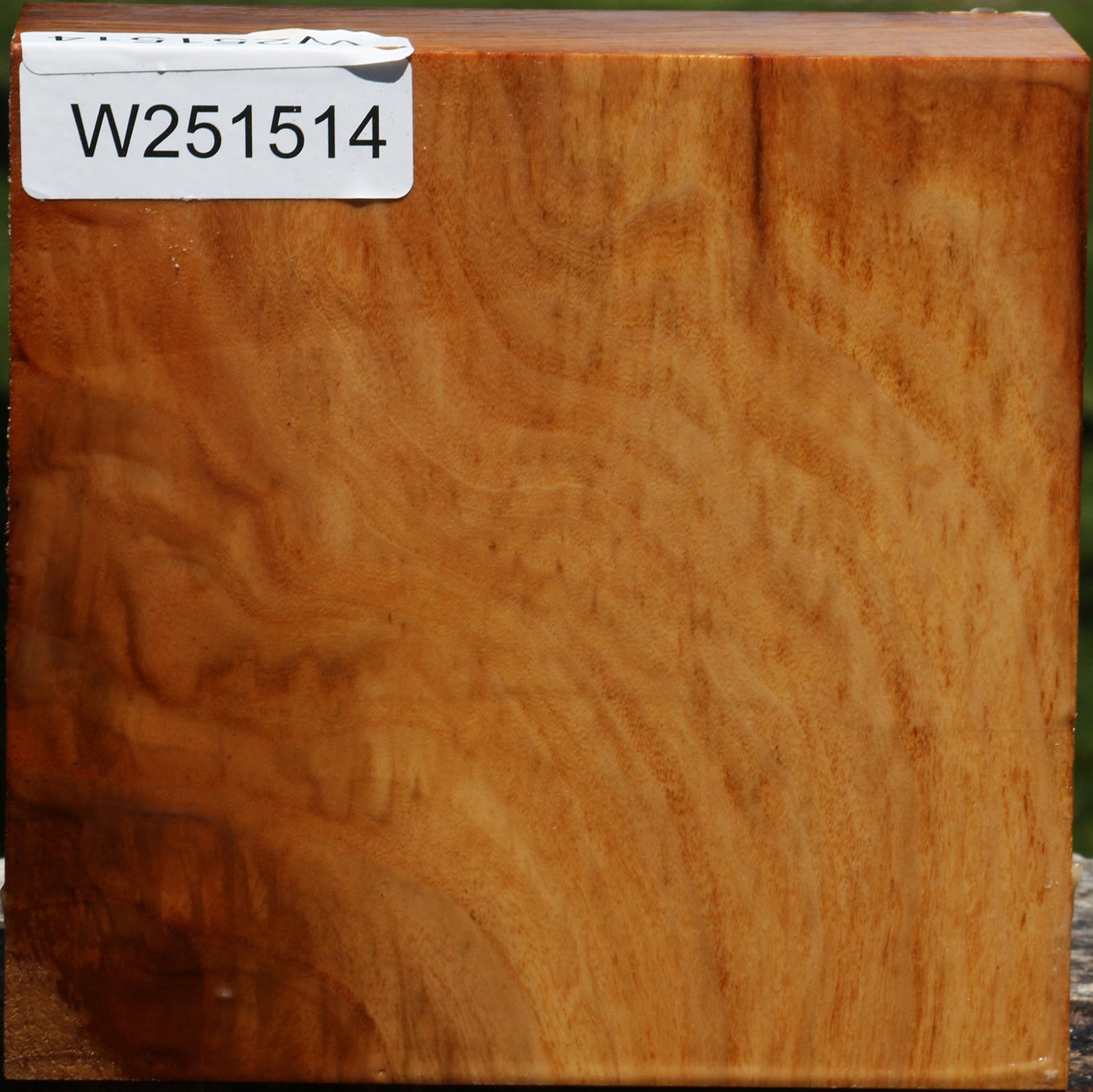 Chinese Elm Bowl Blank