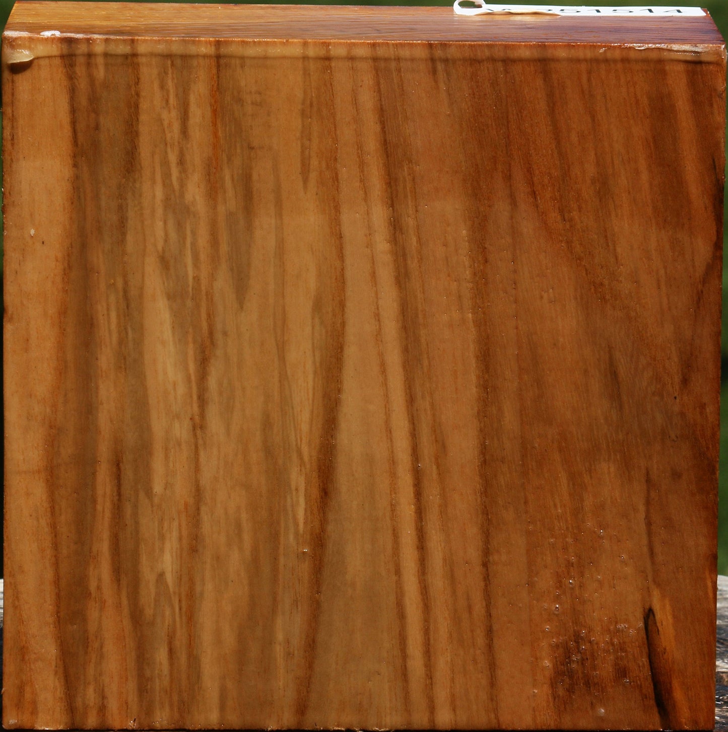 Chinese Elm Bowl Blank