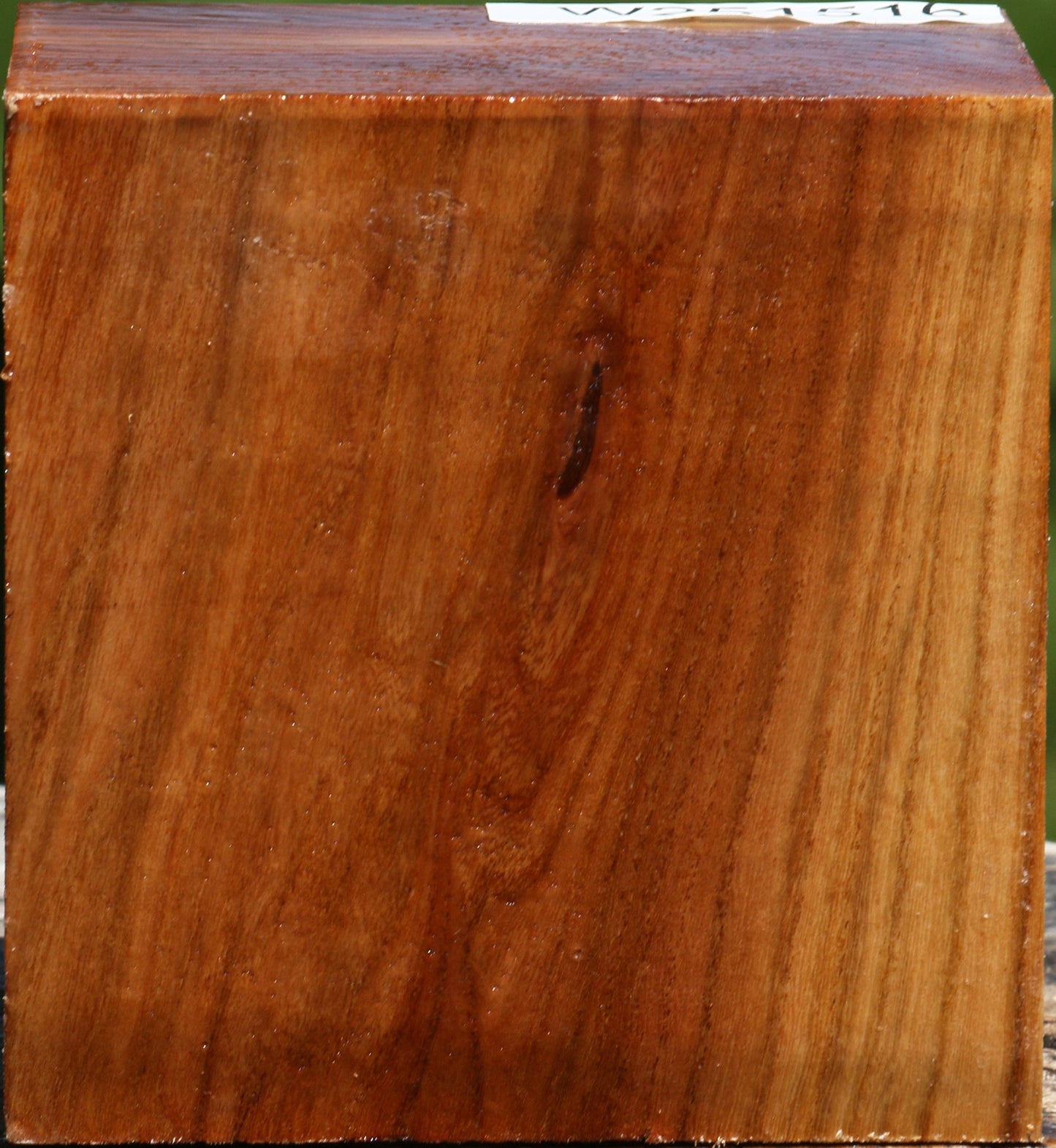 Figured Chinese Elm Bowl Blank