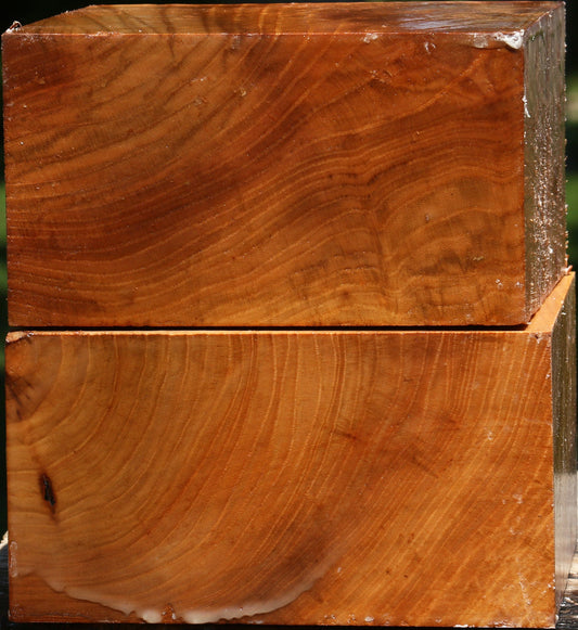 Chinese Elm Bowl Blank 2 Pack