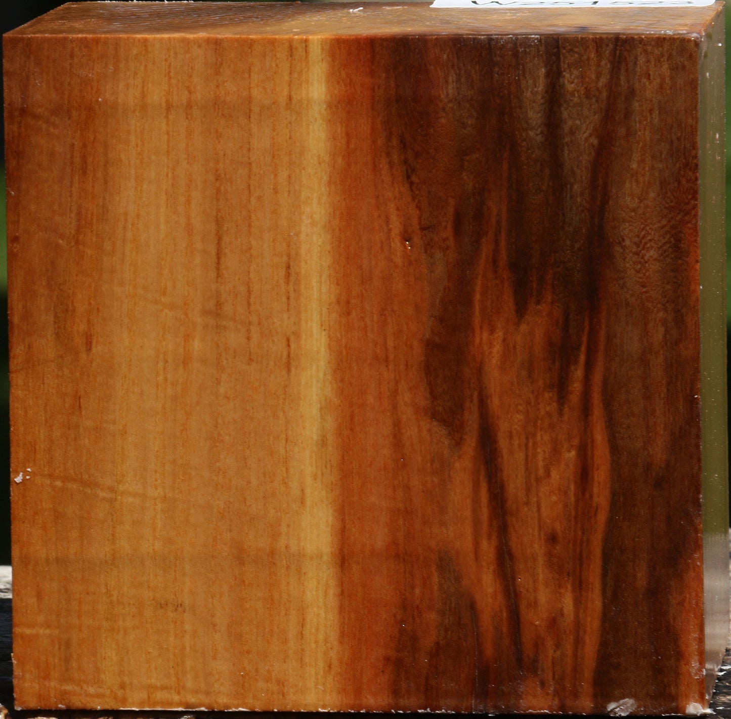 Chinese Elm Bowl Blank