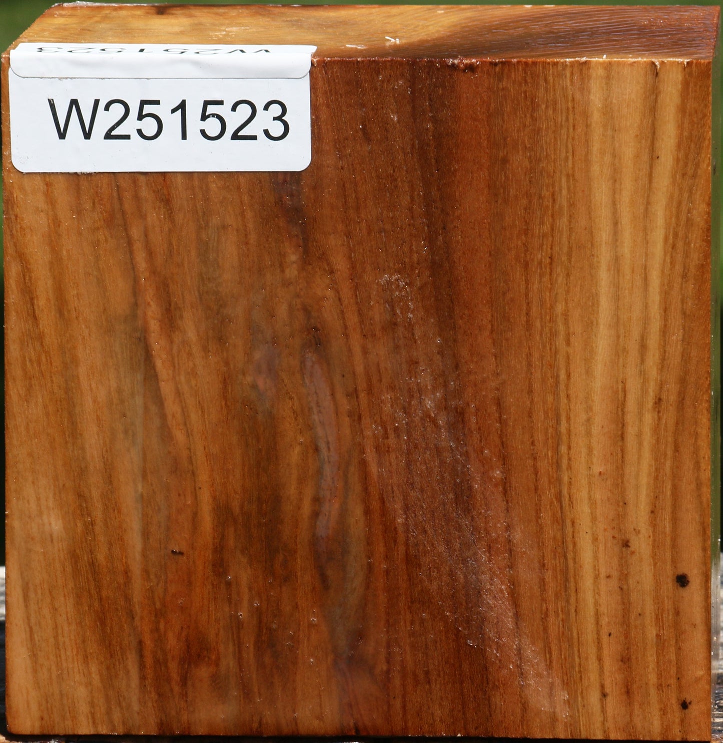 Chinese Elm Bowl Blank