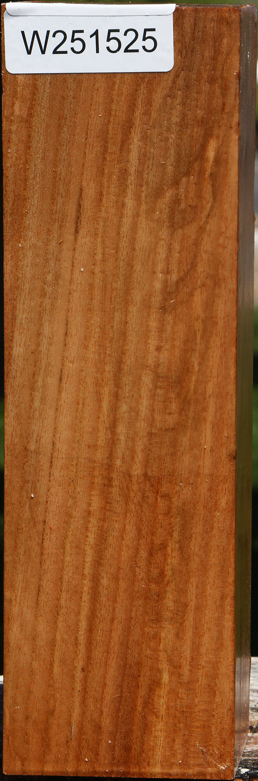 Chinese Elm Peppermill