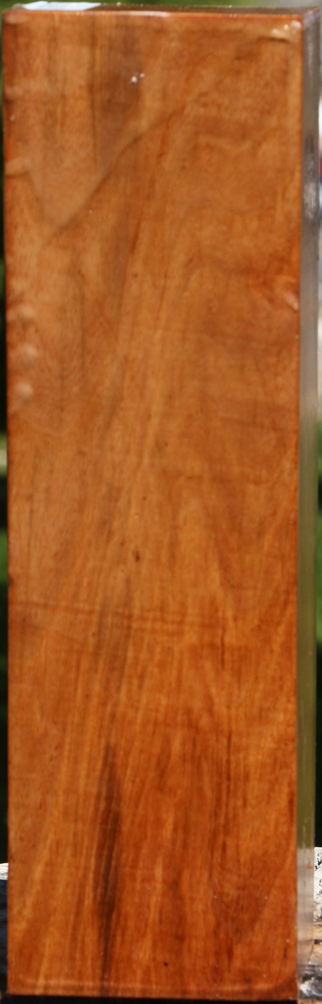 Chinese Elm Peppermill