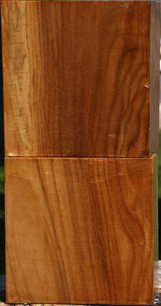 Chinese Elm Bowl Blank 2 Pack