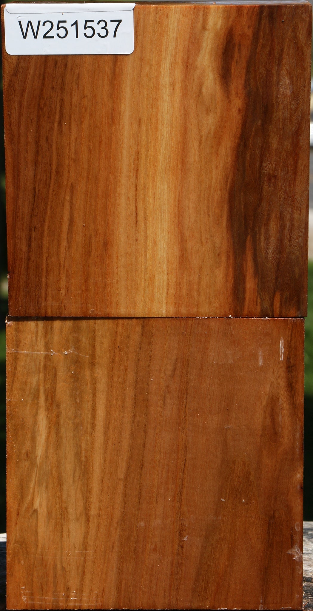 Chinese Elm Bowl Blank 2 Pack