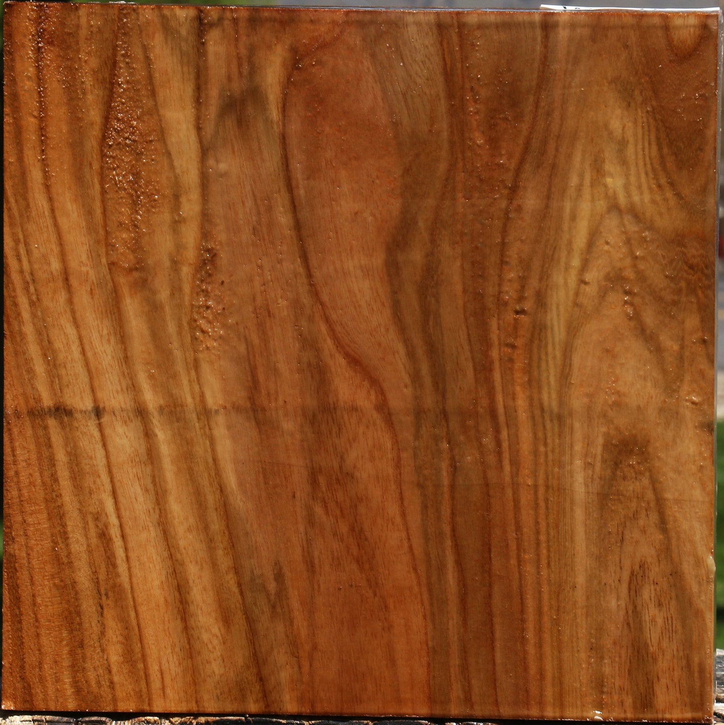 Figured Chinese Elm Bowl Blank