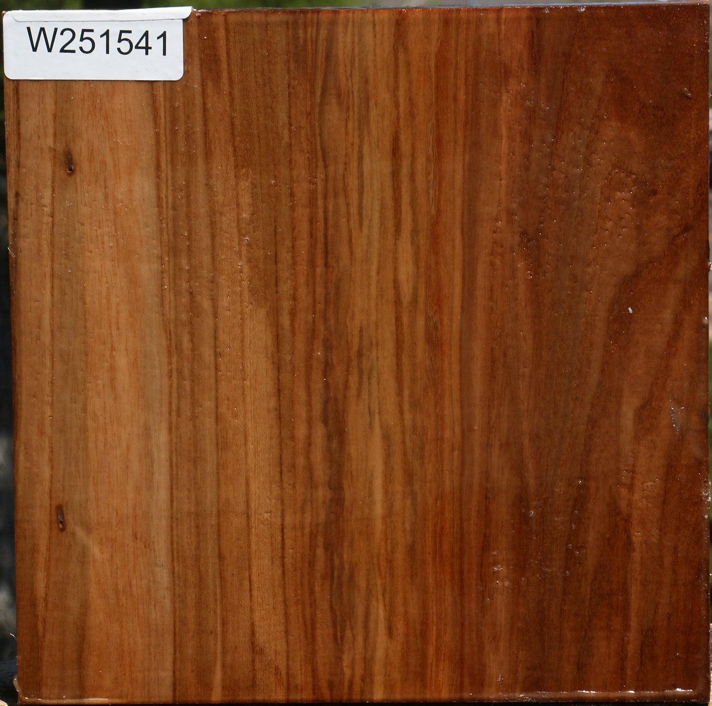 Figured Chinese Elm Bowl Blank