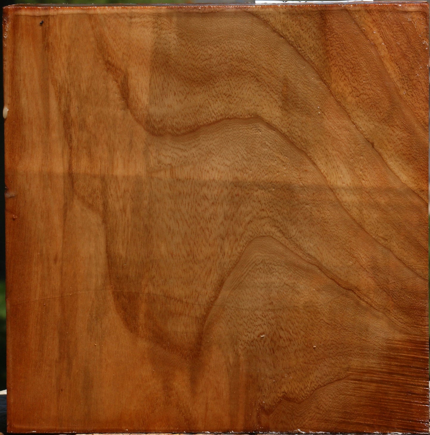 Chinese Elm Bowl Blank